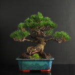 소나무 분재 해송 특대품 사이즈업 화분 선물 : 풀빛누리