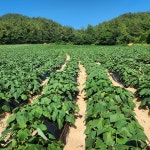 2025년산 숙성된 해남 꿀고구마 3kg 5kg 10kg 백제농장 오화섭 : 해남고구마생산자협회