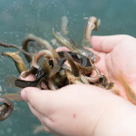 광한루 남원추어탕 450g 추어탕 N맴버십한팩만사도무배 : 안심밥상