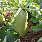 [고랭지재배]25년 햇무 아삭달콤시원한 무 김장용 가정용 업소용 산지직송10kg 20kg : 싱싱로컬