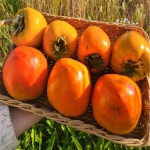 [서재골농원] 경남 진주 2025년 고당도 햇단감, 대봉감 : 서토리하우스