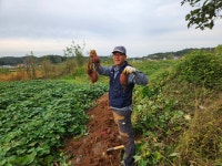 맛있는 꿀고구마(베니하루까) 10kg, 5kg : 하은농장