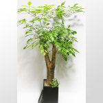 관엽식물 해피트리 인테리어화분 카페개업식 집들이선물 : 반하다플라워 전국꽃배달