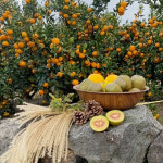 제주 농장직송 고당도 레드키위 2kg,3kg,4.5kg : 제주호두