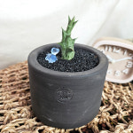 와이키키농장 흑룡각 카랄루마 멜라난타 희귀 아프리카 식물 블랙 토분 반려 책상 인테리어 : 와이키키 농장