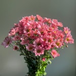 소국  농장직송 졸업 생일 축하 장미꽃 꽃선물 장미 스승의날 어버이날 기념일 : 송현장미