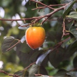 대봉감 15kg 태추단감 청도반시 진영 부유 차량 단감 대봉시 땡감 배감 : 여미뜰농장