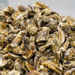 생글생굴 통영 생굴 제철 굴 1kg 하프셀 석화 각굴 냉동굴 : 일공푸드