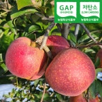 GAP 저탄소 감홍사과 10kg 껍질째 먹는 프리미엄 꿀사과 (선물용 가정용) : IPM감홍원