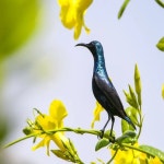 2PCS X-CLASS 프로펠러 1308/1310 - 3-블레이드 FPV DIY 드론용 탄소 나일론/유리 섬유 나일론(CW&CCW) : 짐덱스