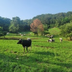 (콩스테이) 충남부여 목장체험 우유주기 젖소체험(겨울) : 지속가능여행플랫폼 주인