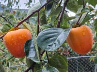 자연의 단맛 그대로, 하동 대봉감 10kg : 환이 농장