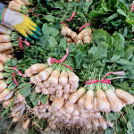 [초록농장] 아삭달큰한 국내산 깐 총각무 초롱무 알타리무 3kg 6kg : 초록 농장