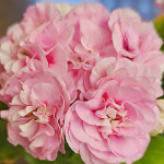 예쁜제라늄 K, 화인송 화인&송미경 작품, 한국제라늄 농장직송 모종 : 예쁜제라늄농장