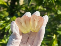 전남 고흥 마이하트 레드 샤인머스켓 2kg : 알랑몰랑상회