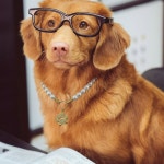 개를 위한 매디슨 타일러 진주 목걸이 | 작고 큰 내구성 있는 귀여운 패션 펫 칼라와 개 발의 매력 구슬 볼드 강아지 주얼리 액세서리 16인치... 