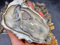 깔끔 세척 제철 여수 석화 5kg 10kg  각굴 : 어반농수산