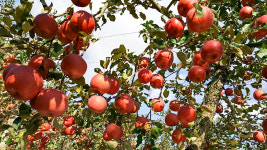 아산맑은 내뜰사과 가정용 천홍 미니사과 1Kg, 2Kg : 아산맑은몰