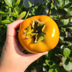 경남 단감 1kg ~ 10kg 국내산 제철과일 : 스마트연쇄점