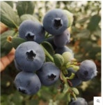 블루베리묘목 블루나이스 2년 5치(500주) : 블루베리보람농원