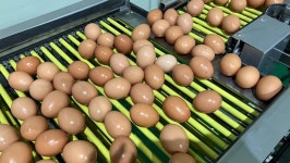 난각번호1번 동충하초 먹인 자유방목 유정란 동물복지 계란 30구, 1개 : 영글어농장