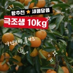 이음텃밭 서귀포시 노지감귤 10kg : 제주이음텃밭