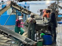 벌교 꼬막 산지직송 제철 새꼬막 1kg : 청수수산