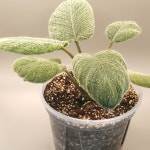 털보 호말로메나 원종 - 동일개체배송 [이농장] 희귀식물 관엽식물 : 이농장