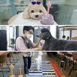 반려동물 취업 창업 필수 3대 과정 : 한국반려동물아카데미