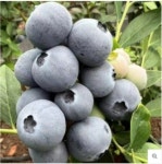 블루베리묘목 블루문 2년 5치(500주) : 블루베리보람농원