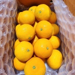 제주귤 10키로 고당도 노지 황금향 황금귤 3키로 만다린귤 : 제철담은 농장