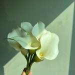 카라 농장직송 졸업 생일 축하 장미꽃 꽃선물 장미 스승의날 어버이날 기념일 : 송현장미