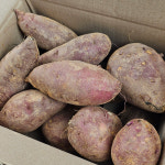 연동마을 달달하고 고소한 삼기 꿀고구마 5kg(특상중혼합/왕사이즈 요리용) : 익산시 마을전자상거래지원단