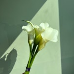 카라 농장직송 졸업 생일 축하 장미꽃 꽃선물 장미 스승의날 어버이날 기념일 : 송현장미