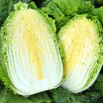 해남 절임배추 20kg 전라도 묵은지 절인배추 김장 : 공영농수산