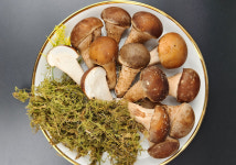 산지직송 참송이버섯 가정용 프리미엄 선물용 500g : 금강버섯농장