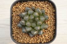 하월시아 흑옵투사 黒玉露 Haworthia Kuro Gyokuro 다육농장멕시코 : 다육농장 멕시코
