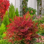 남천 10cm 포트 4개 : 정다운묘목농원