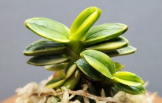 천광(6촉)풍란  두엽 소엽 산반호 부귀란 완성분 입문 선물 공기정화식물 서울난원 : 서울난원