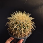 금호 : 코덱스 플로리시