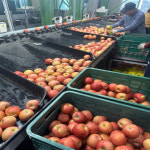 [달콩농장]산지직송 당도선별 가정용 경북 청송 부사 사과(대과) : 달콩 농장