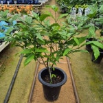 매달린 재스민 행인 식물 꽃 향기가 멀리 재스민 대품 행잉 수양자스민 나무 : 부유마트