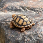 RKGOMDMU 수영장 장식 야외 거북이 동상 잔디 장식 외부 정원용 6.3인치 플로팅 연못 장식 거북이 피규어 플로트 액세서리 뒷마당 : 딜리고바잉