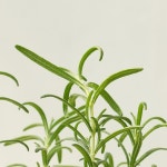 로즈마리 소형 키우기 꽃 화분 이태리 토분 허브식물 : 영플랜트