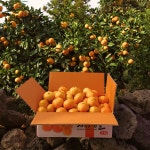 제주도귤 타이벡귤 제주귤10kg 황금향5kg 타이백귤10키로 서귀포귤못난이귤10kg 효돈귤 : 황금 아오리