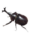 사슴벌레 장수풍뎅이 곤충피규어 헤라클레스 모형장난감 중형 수컷 3-5cm : 꽃동조합