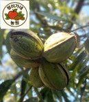 [농장직송]국내산 피칸 1kg : 정이가네농원