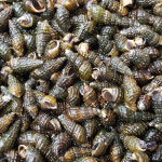 자연나라 국산 자연산 영월 동강 깐다슬기 400g 토종 올갱이 다슬기살 : 자연나라다슬기