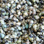 자연나라 국산 자연산 영월 동강 깐다슬기 400g 토종 올갱이 다슬기살 : 자연나라다슬기