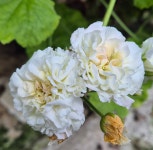 ::유럽제라늄:: UV_엘브루스 ЮВ-ЭЛЬБРУС : 식물의 사생활